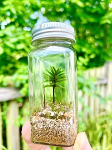 The Little Tree Terrarium Kit, Live Moss Terrarium Self Sustain DIY Kit, Perfect Gift Idea, Handmade American Tree Moss Terrarium - Etsy