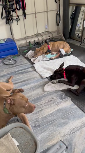 Sondra Faas on Instagram: "🙄"