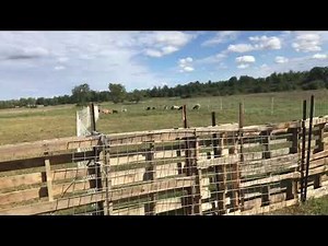 How to Make a Pallet Sheep Handling System