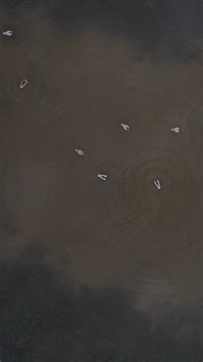 3.3K views · 224 reactions | THE FLASHBACK motion decoy. The season is getting close, get your own (or another one) today... Flashbackdecoys.com Motion perfected. #waterfowl #duckseason #duckhunting #motiondecoys #mallards | Duck Creek Decoy Works | Facebook