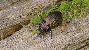 Ground beetle Carabus ullrichii foraging on a slug, predatory copper bug eating