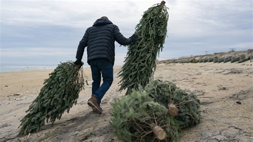 Christmas is over, but what to do with the tree? Here's some alternatives to the landfill