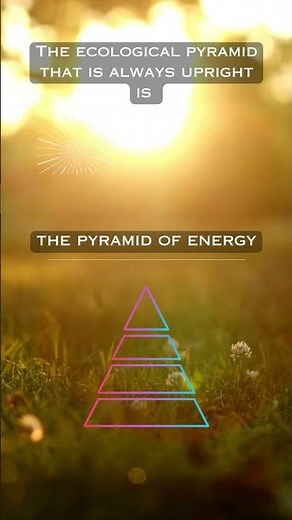 Pyramid of energy