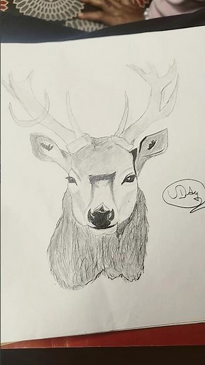 cute deer drawing realistic drawing ‪@boyofdrawing8951‬