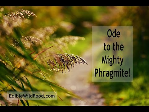 The Mighty Phragmite