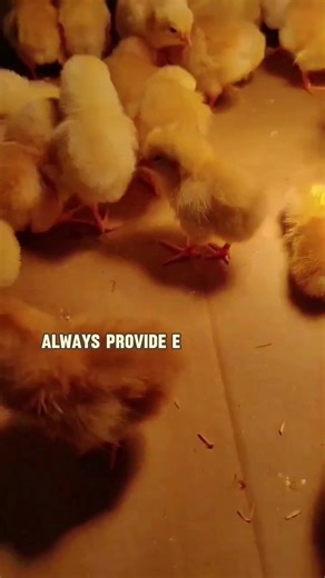 51K views · 1.3K reactions | What is Brooding in Poultry and the important things you need to know before starting. #layerchicken #agriculture #healthychicken #farming #broilerchickens #poultry #poultryfarming #chicken | Poultry Tips | Facebook