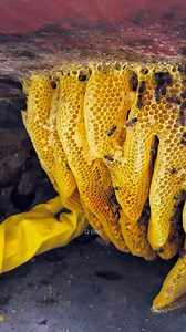 How Bees Create These Stunning Honeycombs! #honeybees #trendingnow #natural #nature #bee #wild #wildlife #foryou #Amazing #satisfying (L28) | Q Bee