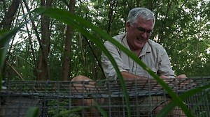 Yellow-spotted monitors may be surviving cane toad threat in Darwin bushland