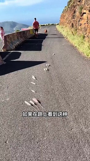 植物如何輕鬆傳播種子