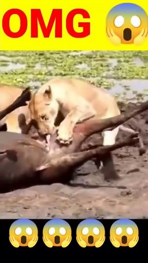 LION EATING BALLS #shorts #viral