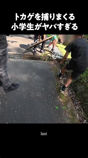 トカゲを捕りまくる小学生⑨ #森こんにゃく #ニホントカゲ