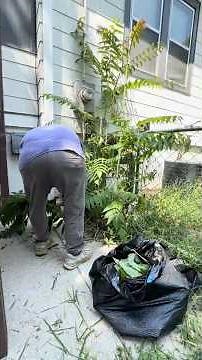 Part 1 of 4 - Why Everyone Needs To Know About Tree-Of-Heaven AKA Stink Tree