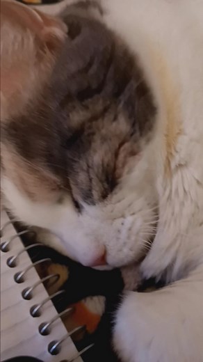 Who knew a cat could snore so loudly | Natasha Cucuzza