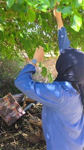 Black Mulberry Season Is Open: Umut Tastes It for the First Time