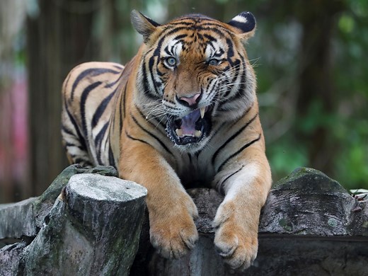 Malaysia: Is there still a chance to save the Malayan tiger?
