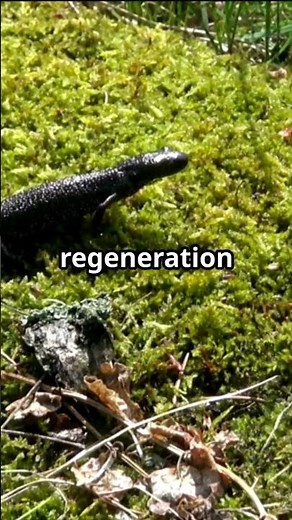 Newts: The Amazing Amphibians That Can Regenerate Limbs and Organs#animals#facts#nature#naturelovers