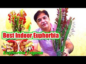 How to grow and care euphorbia trigona | Grow euphorbia from stem cutting | African milk tree