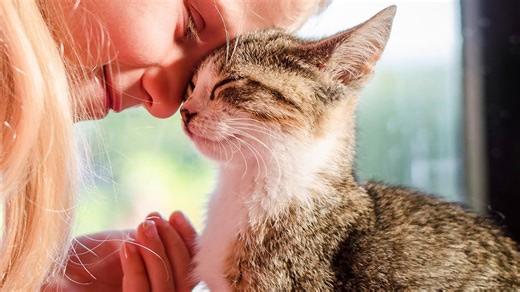 11 Things Cats Secretly Love That Owners Often Overlook