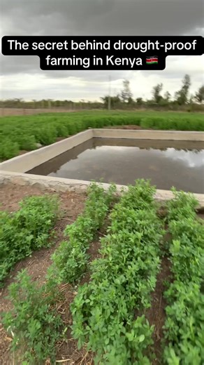 Drought-Proof Farming Techniques with Lucerne