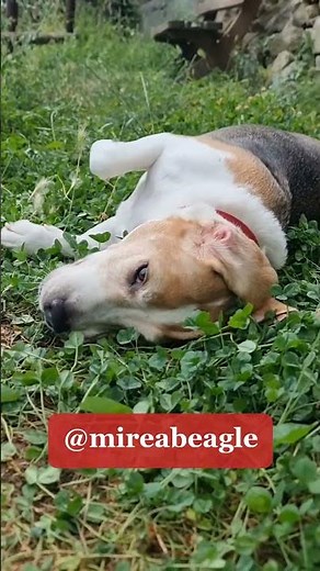 Why do Beagles ALWAYS do this?! 😂 Mirea rolling around #shorts