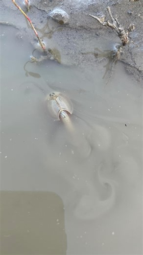 Are you in need of a last-minute Halloween costume? 🎃 Might we suggest the humble longtail tadpole shrimp (𝘛𝘳𝘪𝘰𝘱𝘴 𝘭𝘰𝘯𝘨𝘪𝘤𝘢𝘶𝘥𝘢𝘵𝘶𝘴), a critter that clearly served as inspiration for Ridley Scott’s Xenomorph biology? The longtail tadpole shrimp is a “living fossil” - a creature that has changed little from one generation to the next over the course of approximately 300 million years. In our region, they are found in prairie potholes, where the right amount of moisture in the envi