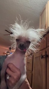 Top 5 Ugliest dog Breeds in the World 🌎!#dailyfacts #facts #fyp #creatorsearchinsights
