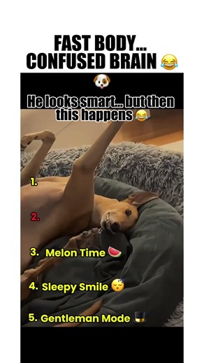 Fast Body… Confused Brain 😂🐶 | Funny Greyhound Moments