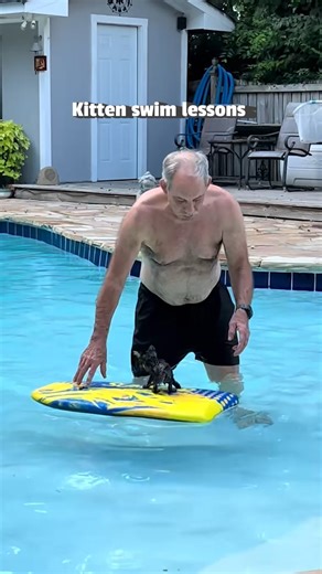 14M views · 320K reactions | Do you think it's important to teach your pets to swim? Would you or have you ever done this with your cat? #Kitten #AnimalSafety #SwimLessons #Cat | The Pet Collective | Facebook