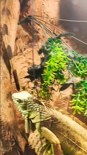 Green Iguana Lizard Facts You Didn’t Know 🦎How to Care for a Green Iguana #virginiawildlife