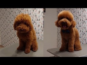 DOG GROOMING | How to Groom a Poodle Teddy Bear Style