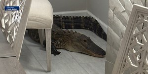 7-foot alligator makes itself at home in couple’s kitchen