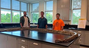 Capturan una pitón de más de 5 metros de largo, la más grande cazada hasta ahora en Florida | Periódico Zócalo | Noticias de Saltillo, Torreón,  Piedras Negras, Monclova, Acuña