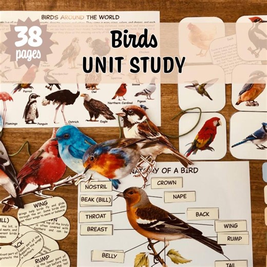 Bird Unit Study: Bird Anatomy, Bird Life Cycle, Egg Nature Study, Montessori, Homeschool Printable (instant Download) - Etsy Canada