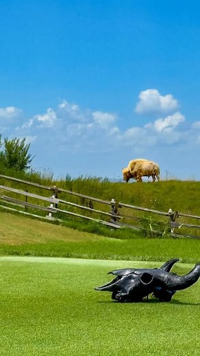 Yup, that’s me, Keme. I’m a white bison bull. I’m 1 in 10 million bison born with white fur. I heard the internet was talking about me? Along hole 1 of Buffalo Ridge, you'll find 30 North American bison grazing... and probably judging your swing. | Big Cedar Golf