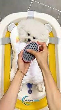 Pet Grooming Secrets: Is Your Routine Harming Their Health?