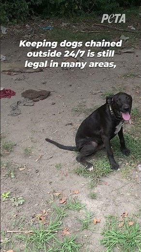 Blackie’s Story is Everything Wrong with Chaining Dogs