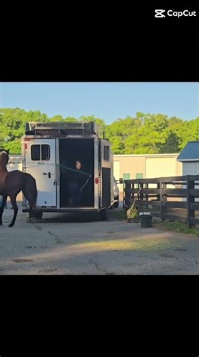 Holy pain to load!! she reared right after this but i stopped recording sadly. #horse #trailer #pain