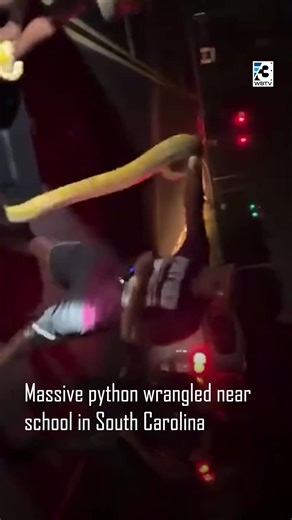 399K views · 1.7K reactions | A massive python was wrangled near a school in South Carolina late Monday night.  (️: Warren Gallman via WIS TV) | WBTV News | Facebook