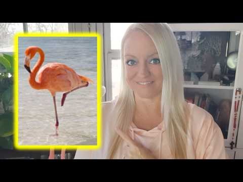The Symbolic Meaning of Flamingos (My Relationship Spirit Animal) | Animal Symbols & Omens