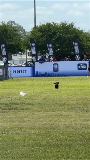 775K views · 18K reactions | Dachshund speed  #AKCFastestDogsUSA #AKCSalutesTheTroops | American Kennel Club | Facebook