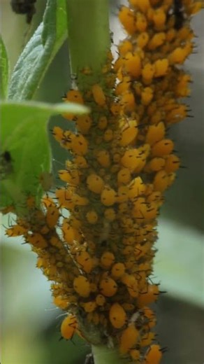 Impressive mass of aphids feed on a swamp milkweed plant. Is that an aphid pooping?!?