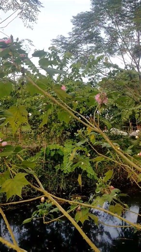 Free #plandagrotourism #agriparadise