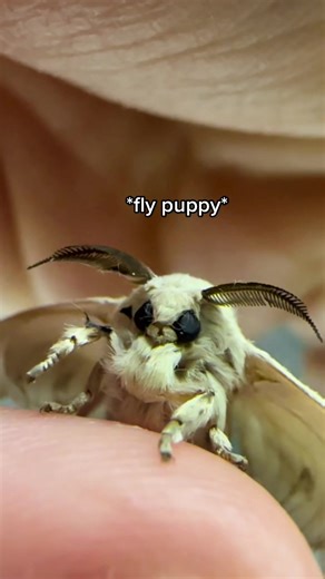 Discover the Cutest Fluffy Puppies and Silkworm Moth