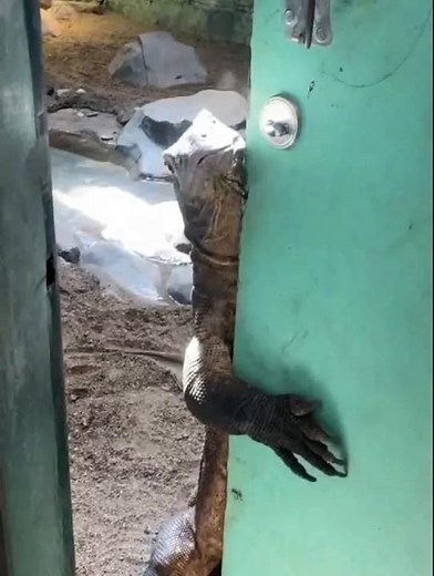 Moniter Lizard #facts #sciencefacts #shorts