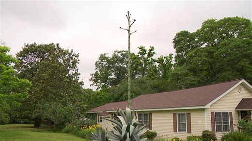 'It's like waiting for Christmas' | Woman's patience pays off as rare plant gets ready to bloom after 36 years