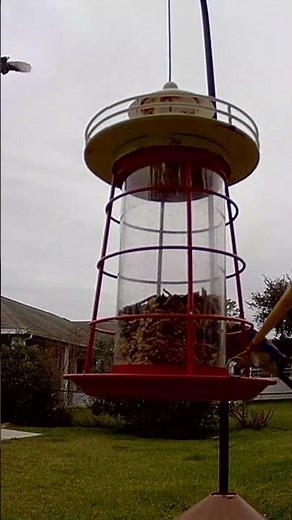 🐦 Identify Backyard Birds in Florida #shorts | Florida Birds