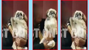 Bharatiya Janata Party (BJP) tweets dog video predicting 'Modi win, Rahul loss' | The Times of India