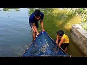 Hunting Fish - Catching Lots of Shrimps - Fishing with push net