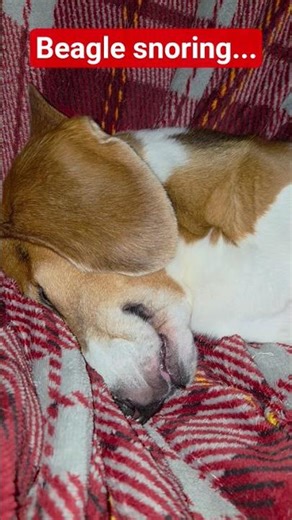 Beagle snoring. #dogs #dogshorts