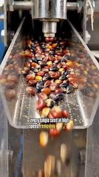 How Chia Seeds Are Made | Farm to Factory | Complete Manufacturing Process